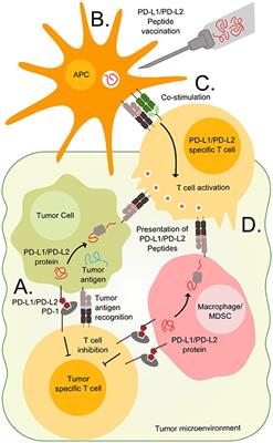 Novel Strategies for Peptide-Based Vaccines in Hematological Malignancies